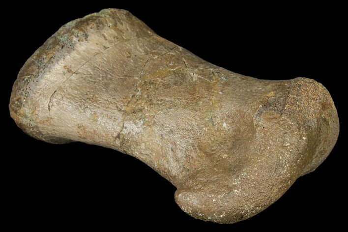 Ceratopsian Dinosaur Metatarsal - Alberta (Disposition #-) #129391